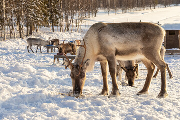 Winter in Finland. Feeding reindeers on a reindeer farm in Lapland.