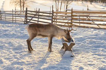 Winter in Finland. Feeding reindeers on a reindeer farm in Lapland.