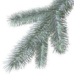 decorative christmas element: vector spruce branch isolated on white background