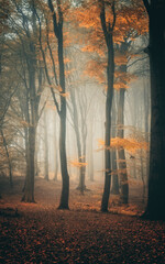 Herbstwald im Nebel