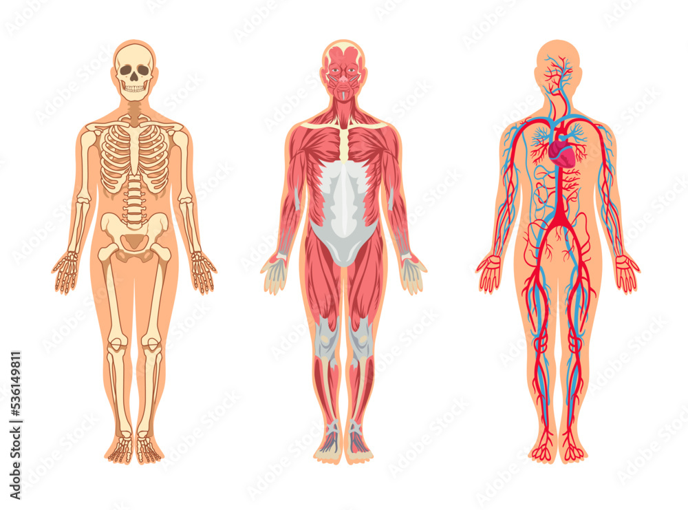 Wall mural muscles and bones in human body vector illustrations set. cartoon man with skeleton and blood vessel