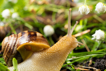 Helix pomatia large grape snail leisurely crawls on the grass among the white flowers