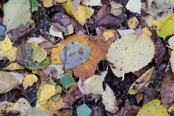 FALLEN LEAVES OF THE AUTUMN FOREST IN RUSSIA