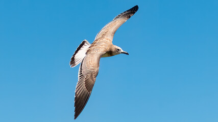 seagull in flight
