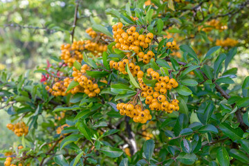 Berries ripen on the firethorn bush in autumn