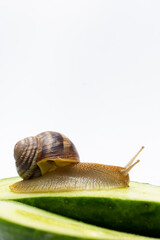 Large grape garden snail Helix pomatia sits and eats cucumber. A place for text on a white background.