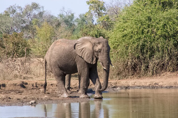 Elephant drinking water, Zambia