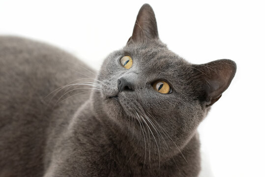 Chartreux cat portrait isolated on white background