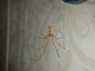Cellar spider in the laundry room.
Spider has built its nest behind the washing machine, between the extension tubes.
Closeup spiders.
Urban wildlife insects, insect.
Bugs, bug.
Animals, animal