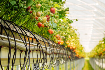 strawberries growing on strawberry farm in greenhouse. Greenhous with hydroponic shelving system.