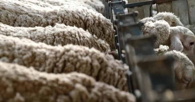 Sheeps on a Flock Farm