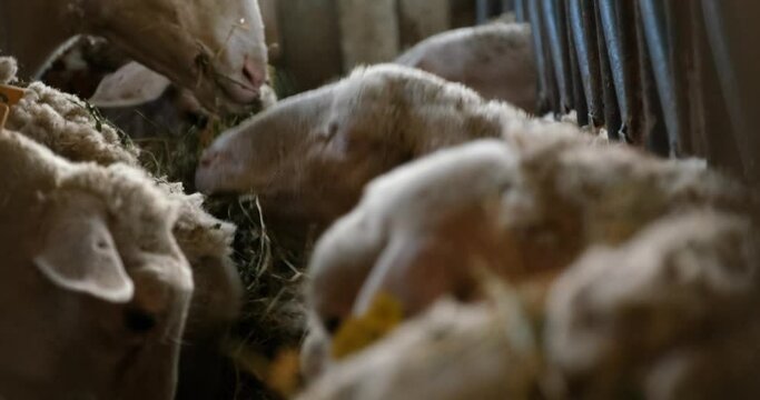 Sheeps on a Flock Farm