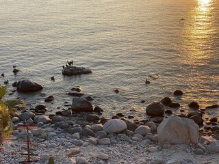 Pelicans Welcoming a New Day