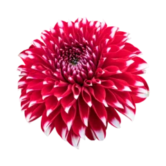 Foto op Aluminium Red dahlia flower isolated on transparent background © floralpro