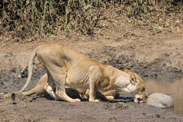 Lions drinking water, Zambia