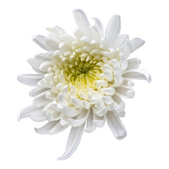 White chrysanthemum flower isolated on transparent background