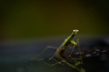 Close up photo of a Green praying mantis. Preying mantis after the rain.