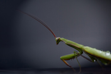Close up photo of a Green praying mantis on a black background. Preying mantis after the rain.