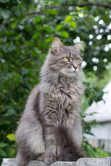 Naklejka na ściany i meble Adult domestic grey cat at summer garden.Young cat sitting outside and looking seriously.Image for veterinary clinic,page about cats,web shop,advertising,cat food.World Cat Day.Pets lifestyle concept