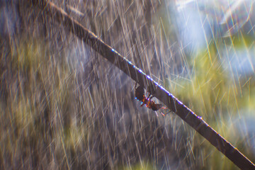 An ant in close-up is hiding from heavy rain under a tree branch upside down. Water drops fly from above and their lines are visible. Copy space