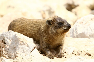 Daman sits on stones in the city park.