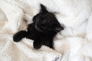 Cute little black kitten sleeps on its back and on furry white blanket, shallow DoF, selective focus