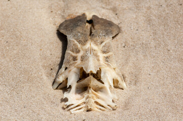 Backbone of catfish on the beach