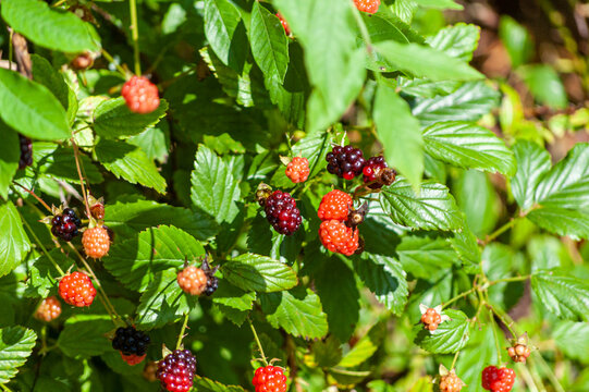 Edible fresh berry fruit on plant