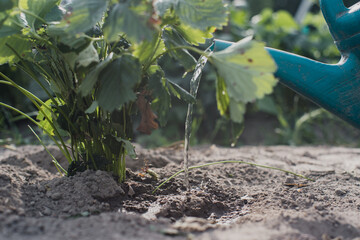 Watering vegetable plants on a plantation in the summer heat with a watering can. Gardening concept. Agriculture plants growing in bed row