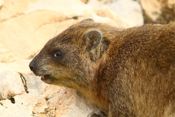 Daman sits on stones in the city park.