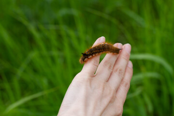 Caterpillar on the palm of a person, a hairy insect, a large black, brown, orange caterpillar crawls on the fingers on the hand on a green background of leaves in summer