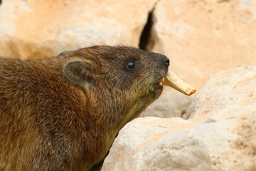 Daman sits on stones in the city park.