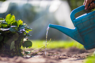 Watering vegetable plants on a plantation in the summer heat with a watering can. Gardening concept. Agriculture plants growing in bed row