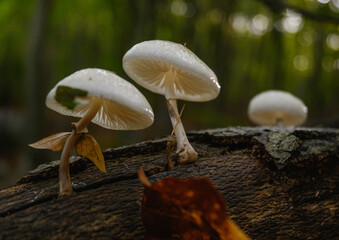 White, shiny mushrooms in the forest. Mushrooms that grow in the forest on the bark of trees. An...