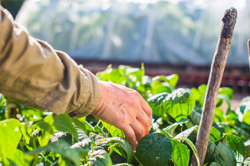 Farmer's hand touches agricultural crops close up. Growing vegetables in the garden. Harvest care and maintenance. Environmentally friendly products