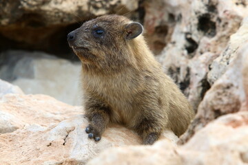 Daman sits on stones in the city park.