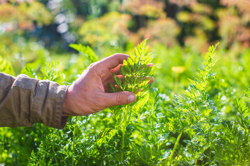 Farmer's hand touches agricultural crops close up. Growing vegetables in the garden. Harvest care and maintenance. Environmentally friendly products