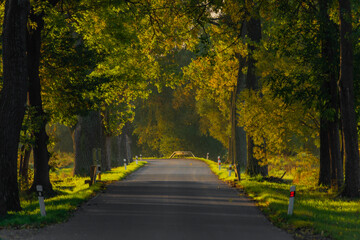 Fototapeta na wymiar Road with tree alley near Bavorov town in south Bohemia in sunrise morning