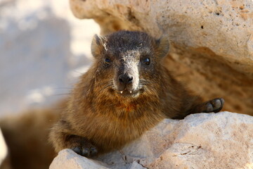 Daman sits on stones in the city park.