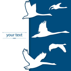 flyer, banner with white migratory birds as a symbol of travel or migrations