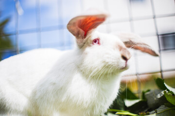 Obraz premium A close-up white rabbit sits on the grass on the plot of a country house on a summer day. Cute, kind pet