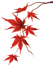 wallpaper with autumn maple branch of Japanese red maple with imitation of watercolor on a white background