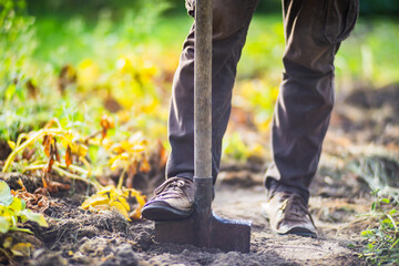 The farmer stands with a shovel in the garden. Preparing the soil for planting vegetables. Gardening concept. Agricultural work on the plantation