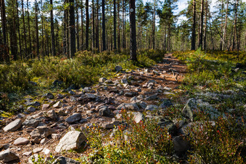 Rocky path leading through a forest in Lauhanvuori National Park, Finland