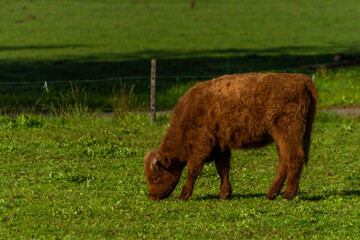 Orange brown hairy cows on green fresh pasture land in autumn morning