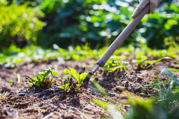 Farmer cultivating land in the garden with hand tools. Soil loosening. Gardening concept. Agricultural work on the plantation