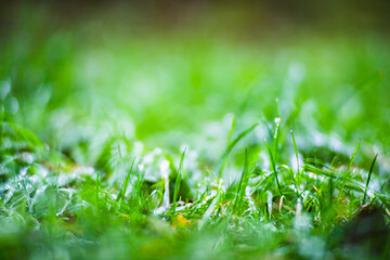 Fresh green grass in sunny summer day in park. Beautiful natural countryside landscape with blurry background