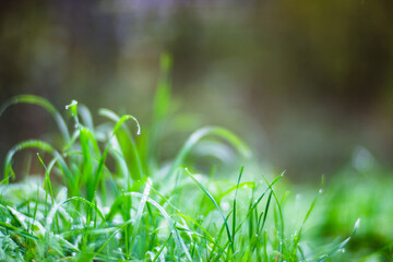 Fresh green grass in sunny summer day in park. Beautiful natural countryside landscape with blurry background
