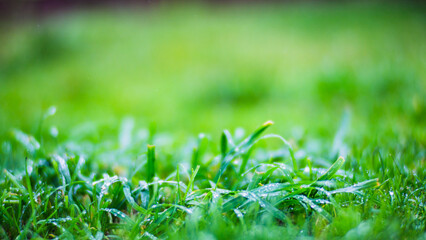 Fresh green grass in sunny summer day in park. Beautiful natural countryside landscape with blurry background