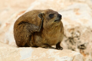 Daman sits on stones in the city park.